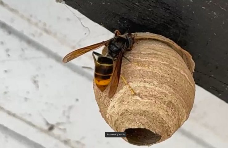 Sršeň ázijský žltonohý